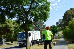 DMS Tree Removal