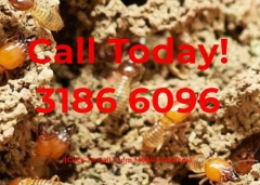 Termite and Pest Control North Brisbane